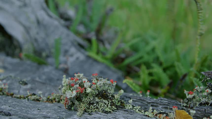 Small red flowers growing with the moss on the bark of a fallen tree