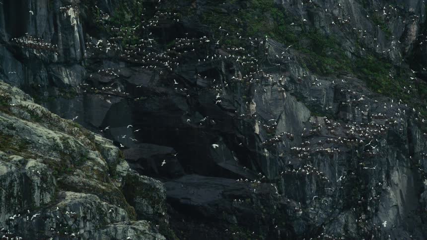 White birds fly along slope full of a perched flock