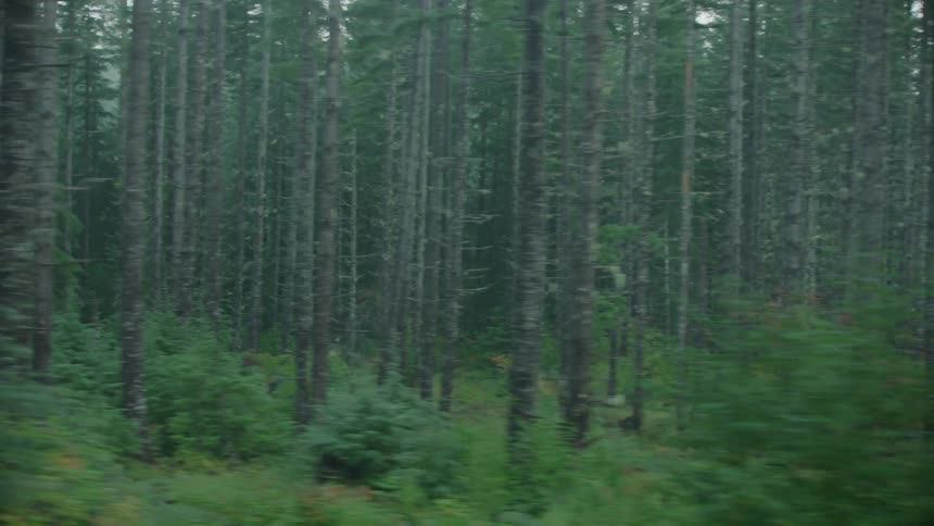 A view of trees out in a forest from the POV a of passenger looking out the window