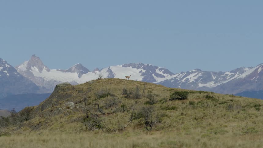 A guanaco grazes in front of a massive Andean glacier and jagged ridgeline
