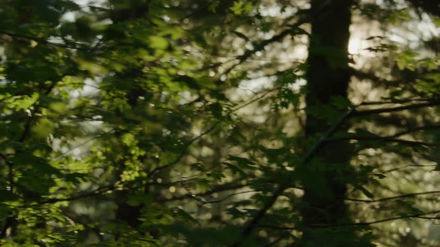 The backlit sun shines brightly through branches in forest in the early morning sunrise magic