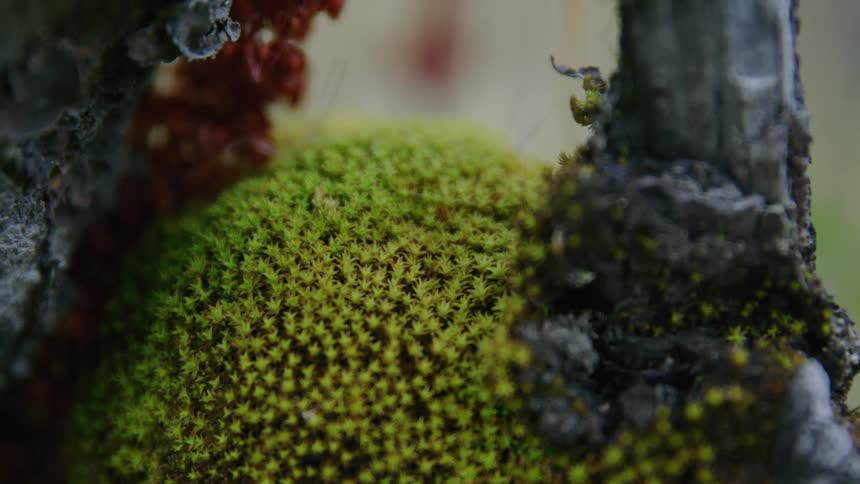 Dynamic dolly shot of moss growing on decaying wood deep in an old-growth forest