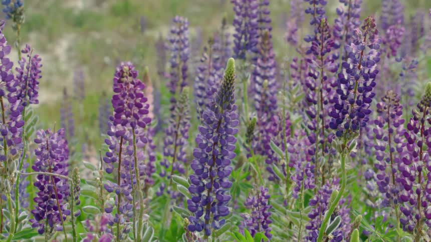 Field of purple flowers (Lupinus perennis) wave in the wind