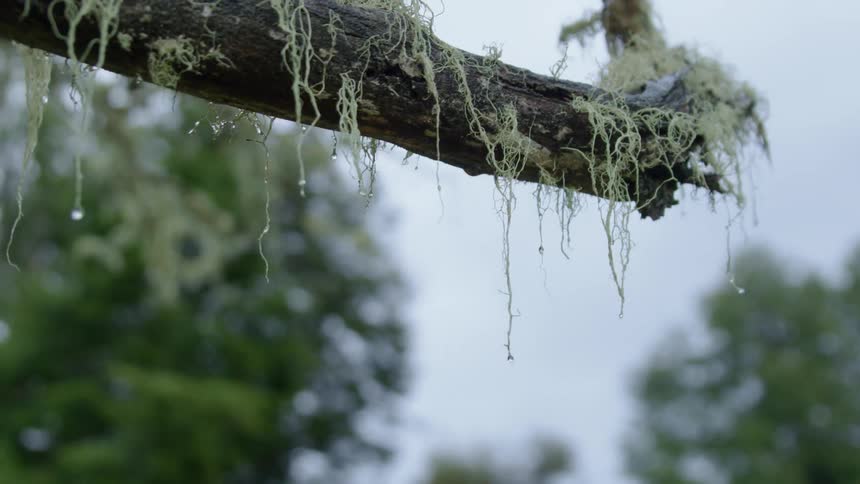 A dynamic handheld shot of water droplets falling from moss on a tree branch