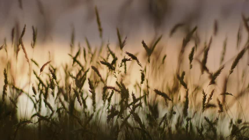 Wheat grasses blow in the wind during a beautiful sunset in Patagonia Chile