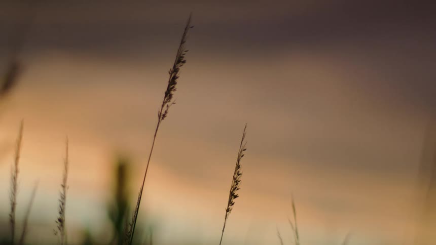 A close view of a grass plant taken at ground level while outdoors at dusk