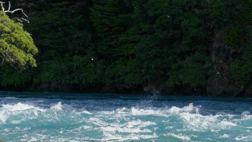Whitewater rapids of a river flowing through a forest with birds flying around in the daytime