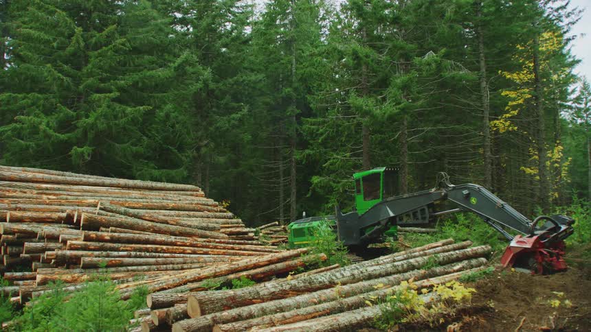 Heavy machinery used to cut down trees sits parked next to stack of hundreds of recently cut down pine trees in the forest at a clear cut logging operation