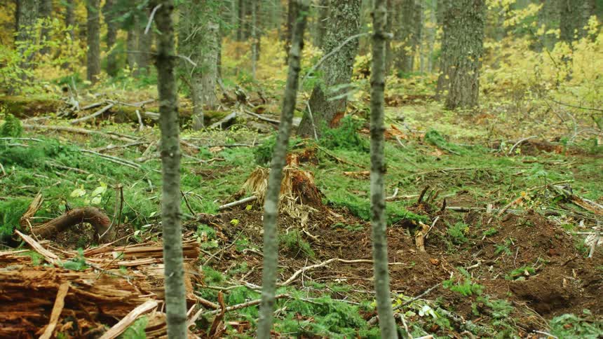 Dynamic shot of a tree stump and tree slash after a commercial clear cut operation has logged a hillside in a pine forest