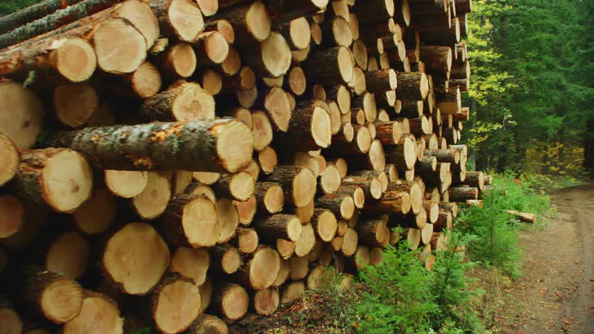 Harvested commercial timber is stacked for transport in this commercial clear cut logging dynamic reveal deep in the mountains of Oregon and Washington State