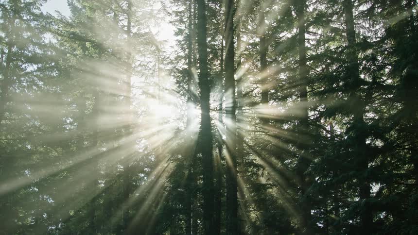 Slow zoom in on god rays illuminating the old growth forest deep in the woods