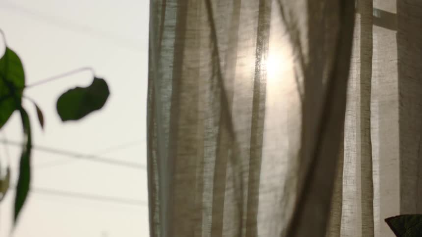 Sun shines through curtain waving in wind near houseplants