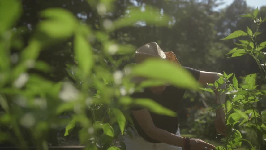 A person is clipping plants on a sunny day