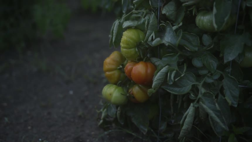 A cluster of green and orange tomatoes