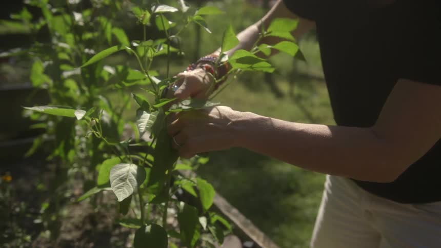 A person picks leaves off a plant outside