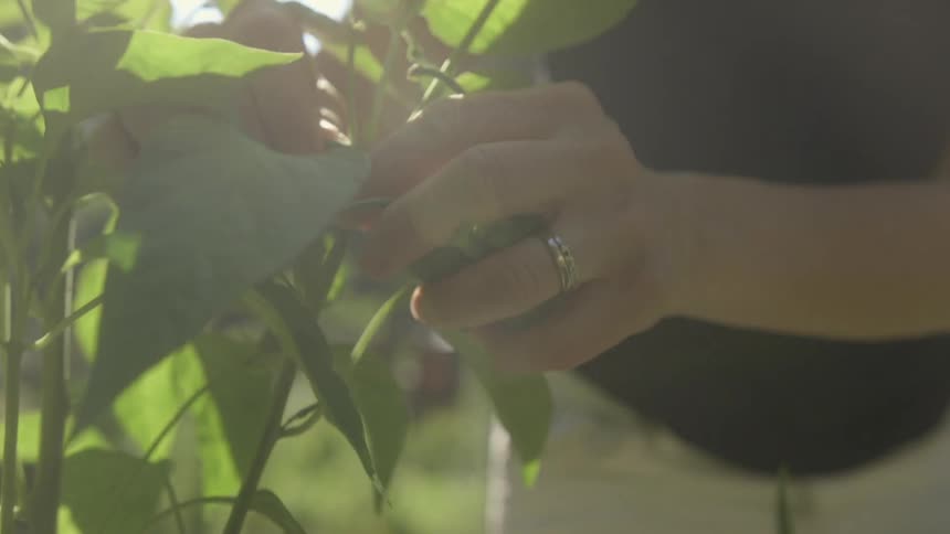 A person is pruning a plant on a sunny day