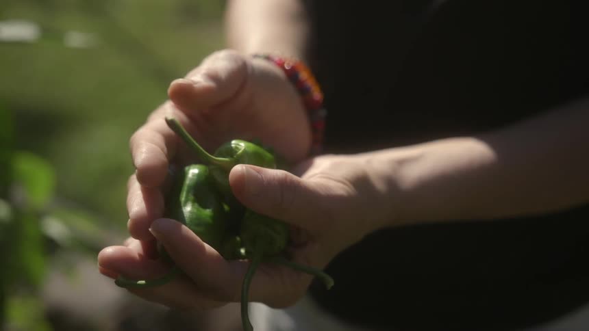 Hands are holding some green chili peppers
