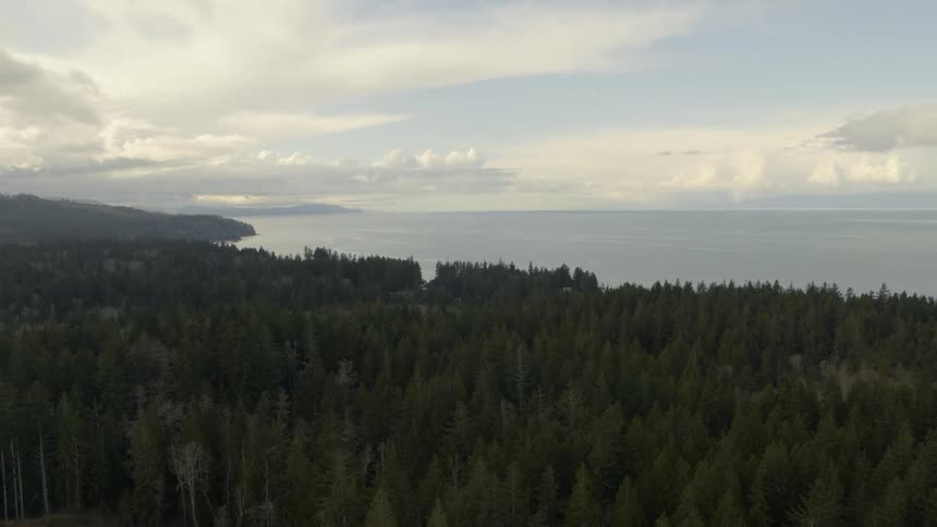Dense trees fill a coastal forest along the ocean