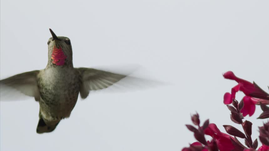 A slow motion shot of a red throated hummingbird feeding from a flower and hovering during the daytime