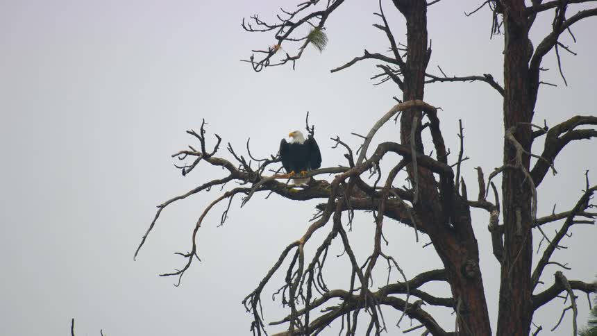 An American bald eagle flies from a barren tree