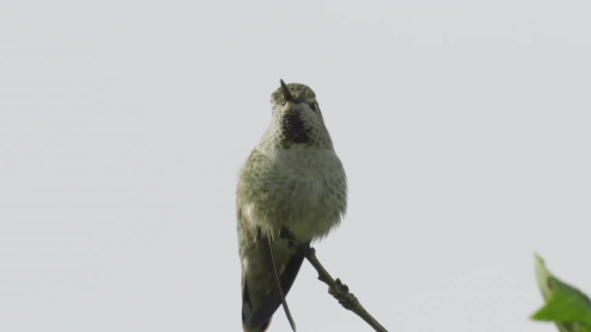 Tight shot of a hummingbird taking flight directly at camera