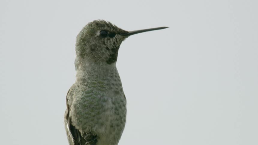 Tight shot of humming bird as it looks around and then flies off camera to the right side of the screen