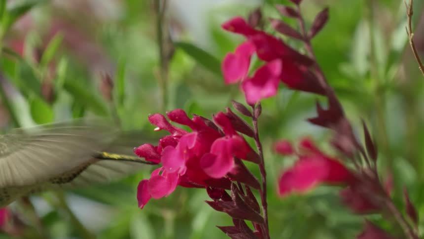 A view of a hummingbird drinking nectar from a salvia flower in a flower garden