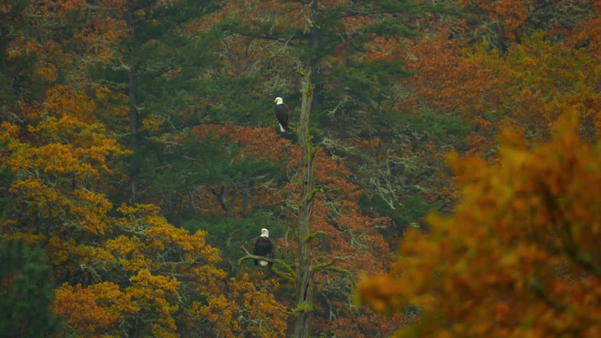 Two bald eagles are perched in a tree with the awesome changing leaves of autumn