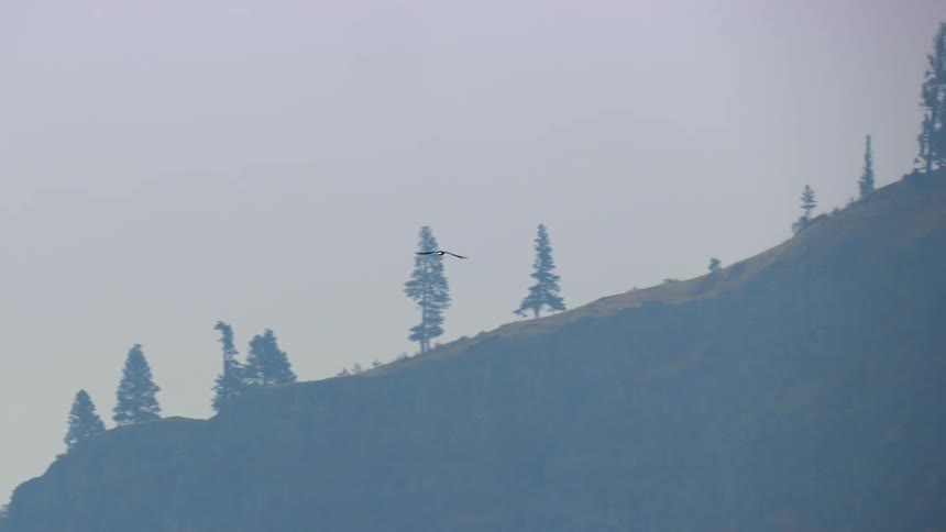 A bald eagle is flying away from the camera in this dynamic aerial shot