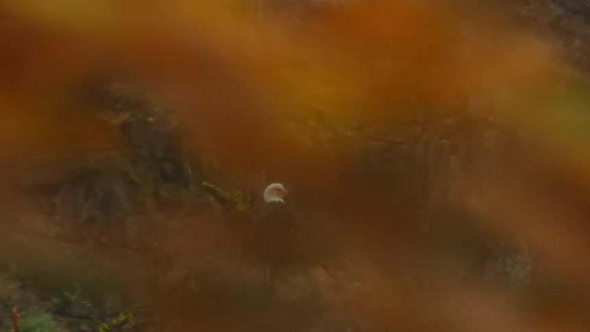 A bald eagle perched on the branch of a dead tree with a rocky cliff behind