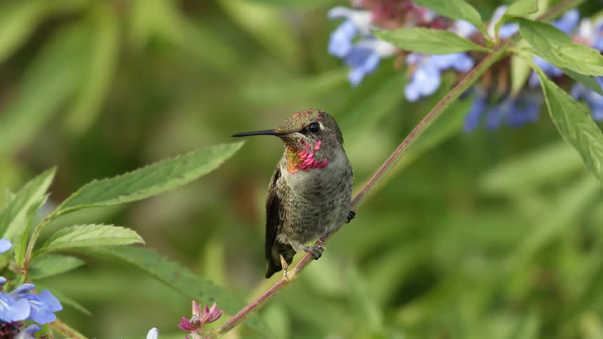 Stunning slow zoom in as a red throated humming bird looks straight into the lens and then takes flight out of frame
