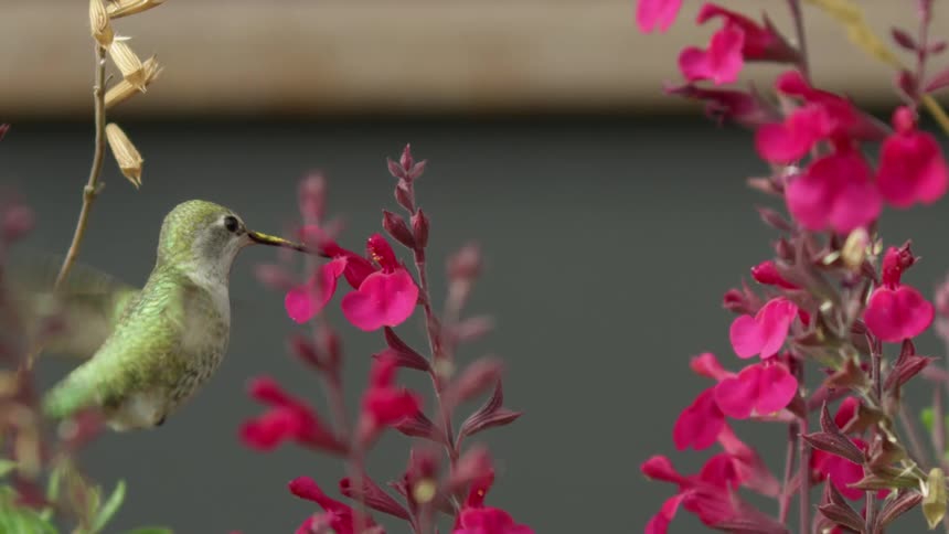 Hummingbird flies into frame and feeds on nectar from salvia in a flower garden