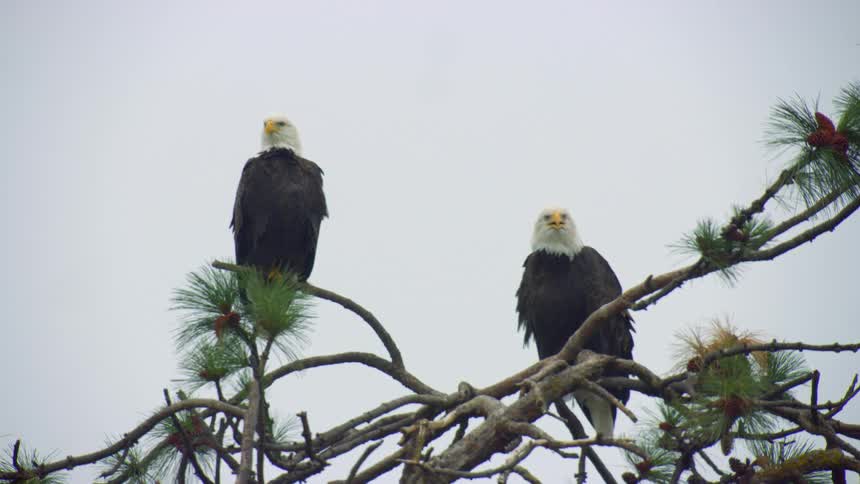 Nesting Bald Eagle pair in a large ponderosa tree on a cloudy day near a large river
