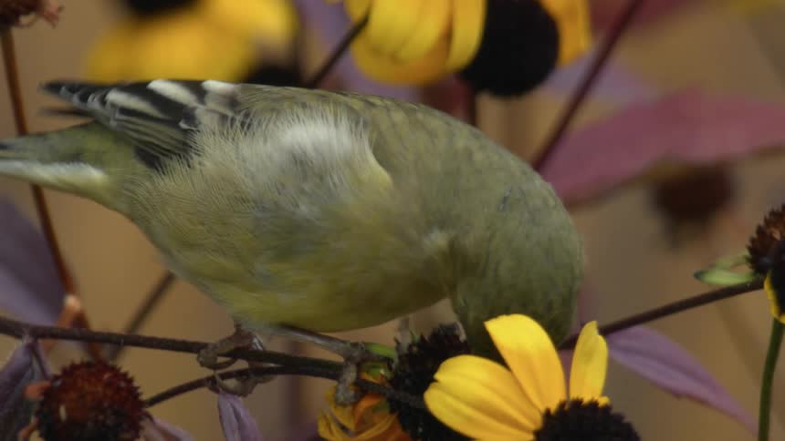 A Lesser Goldfinch on a branch bends to pick the seeds out of a flower with its beak in a healthy urban garden