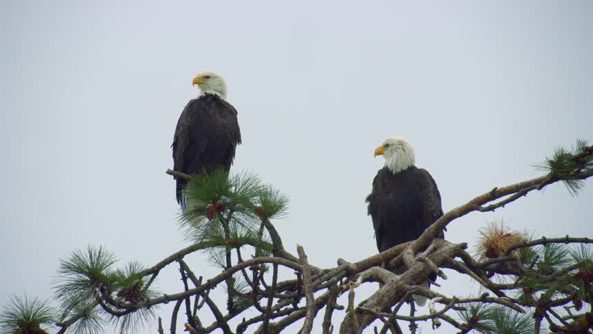 A mated pair of nesting bald eagles sit perched as pine branches eventually obscure the frame