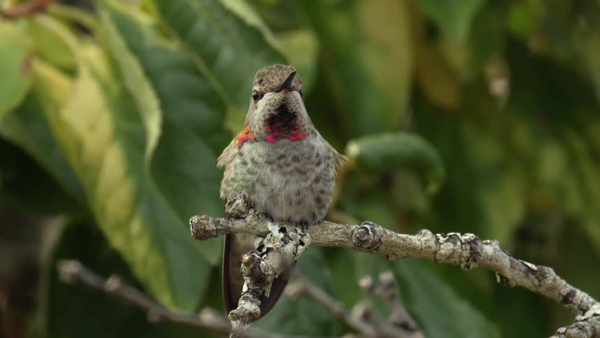 A red throated humming bird looks around and flaps its wings as it sits on a plum tree branch in an urban garden