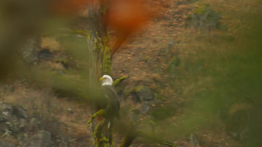 A tight driving shot looking at a bald eagle as its perched in a moss covered tree