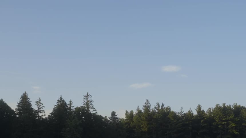 A forest on a clear day