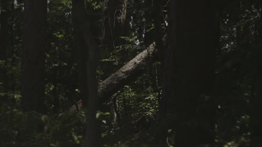 A fallen tree in the middle of a forest