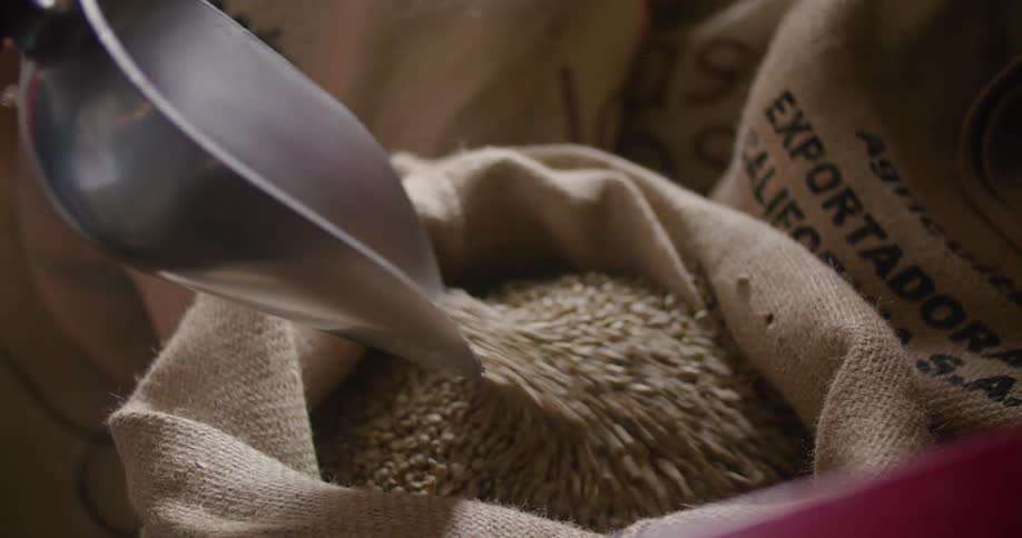 A scoopful of coffee beans is poured into an open burlap sack