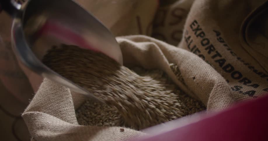 Coffee beans are poured into a burlap sack for exporting