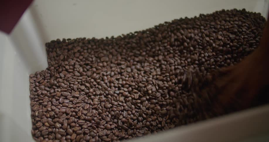Woman stirs coffee beans in storage box in coffee warehouse