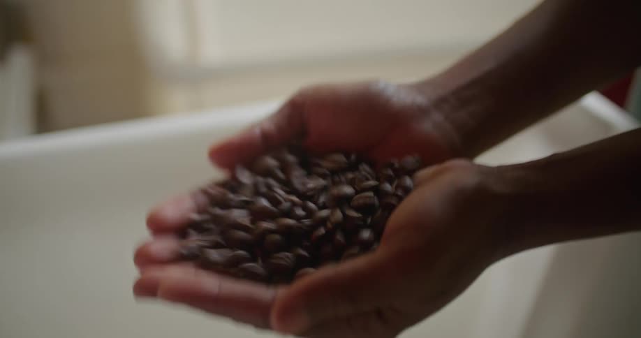 Woman with torquise shirt takes handful of coffee beans from storage box in warehouse