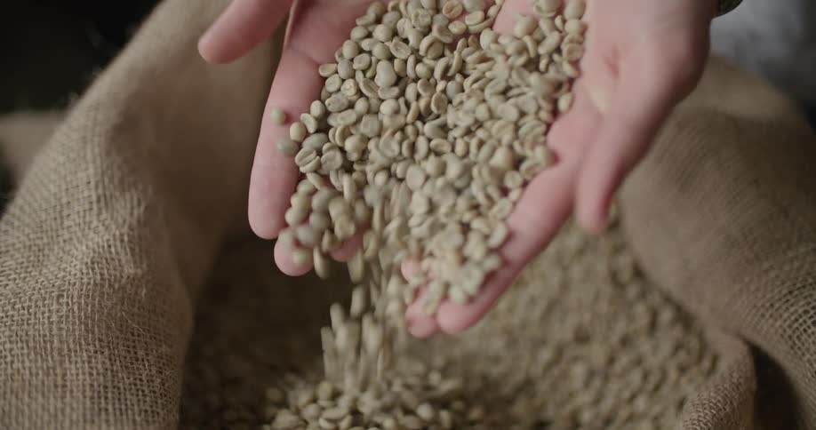 Hands holding and sifting fresh unroasted coffee beans in a burlap sack