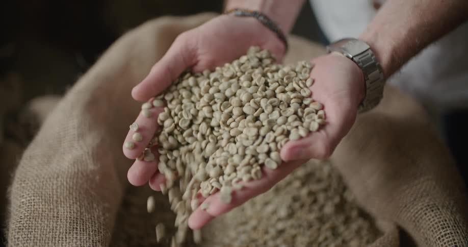 A man uses his hands to scoop out beans from a burlap sack