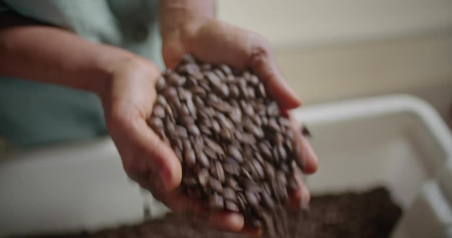 Woman with torquise shirt takes handful of coffee beans from storage box in coffee warehouse
