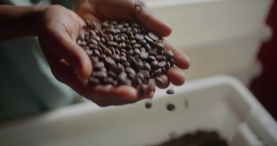 A man uses his hands together to scoop up coffee beans from a large bin