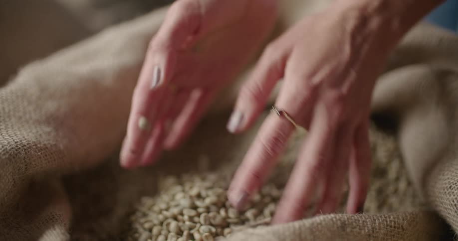 Woman takes handful of coffee beans from coffee sacks in coffee warehouse