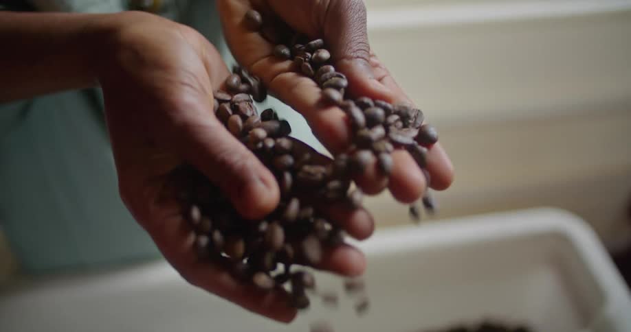 A woman picks up roasted coffee beans from a bin and sifts them through her hands