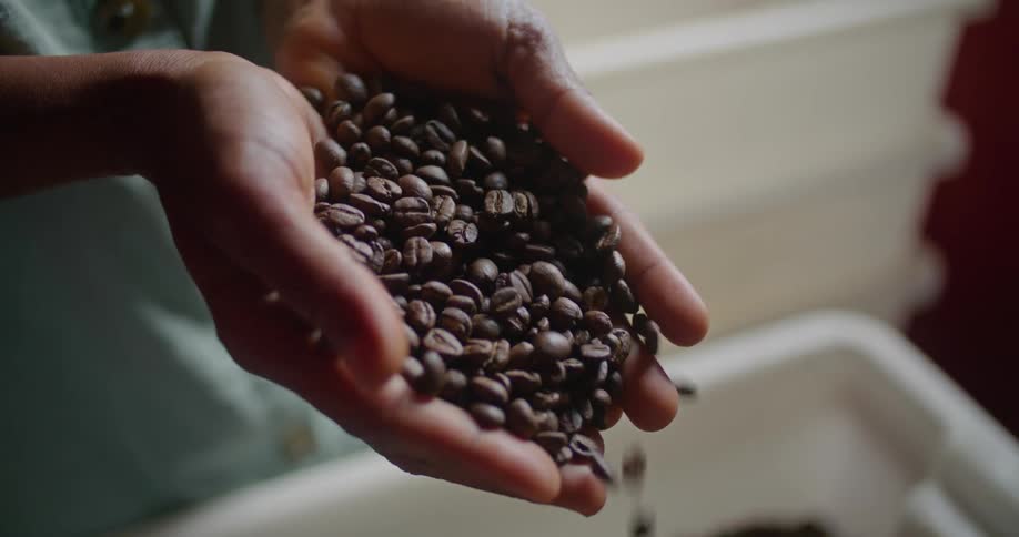A woman uses her hands to scoop up coffee beans from a large plastic bin